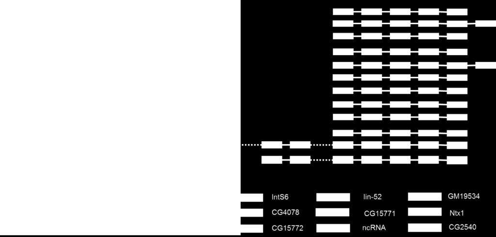 Drosophila kärbselistest Sophophora alamperekonna piires kõige enam, omades Ntx1 (CG12752) ja CG2540 (Drosophila melanogaster geeninimed FlyBase FB2015_02 versiooni järgi) geene TMV-CPfly vahetus