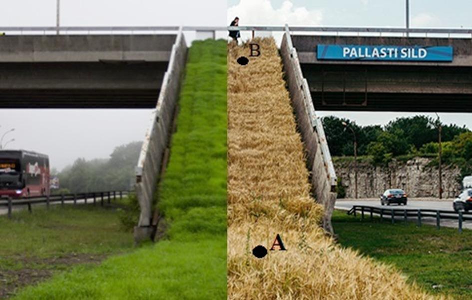 Joonis 1. Vilja elutsüklid (vasakul juuli- ning paremal augustikuu). A Laagna tee tasand, B sillatasand. Foto autorid: M. Tamm ja T.