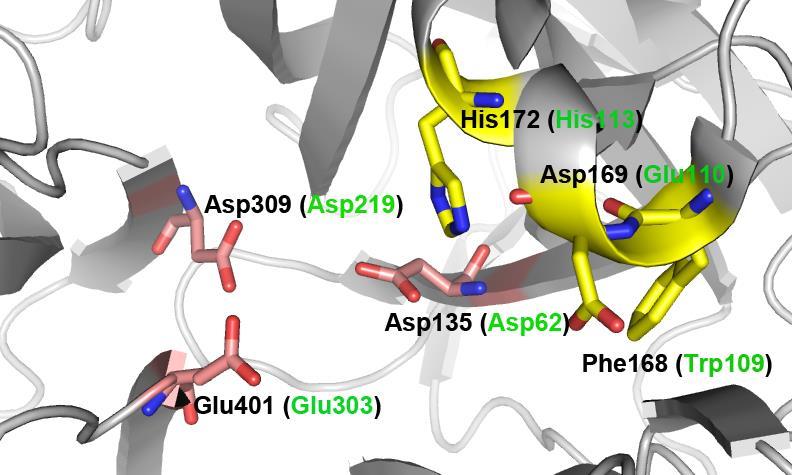 Joonis 7. G. diazotrophicus e levaansukraasi aktiivtsenter, kus katalüütilise kolmiku aminohapped on tähistatud roosa ja selles töös uuritud aminohapetele homoloogsed positsioonid kollase värviga.
