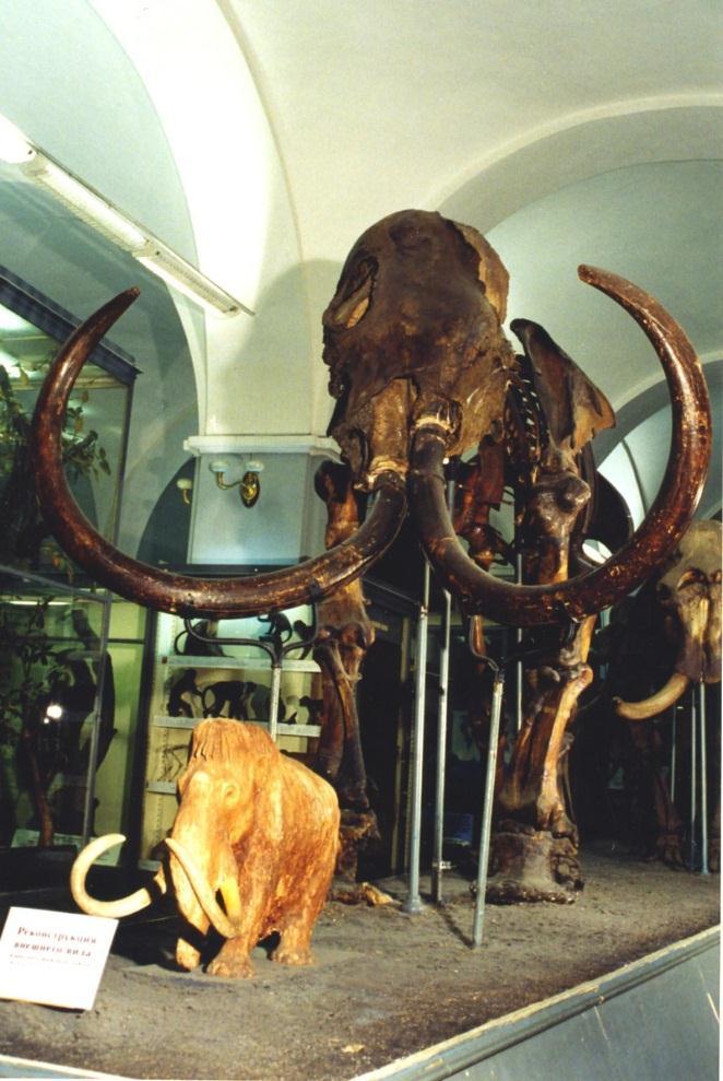 Teaduslik eesmärkide teisenemine Keskseks uurimisteemaks kujuneb pärast Vene geograafiaseltsi rajamist 1845 mammutite väljasuremise põhjuste selgitamine ja