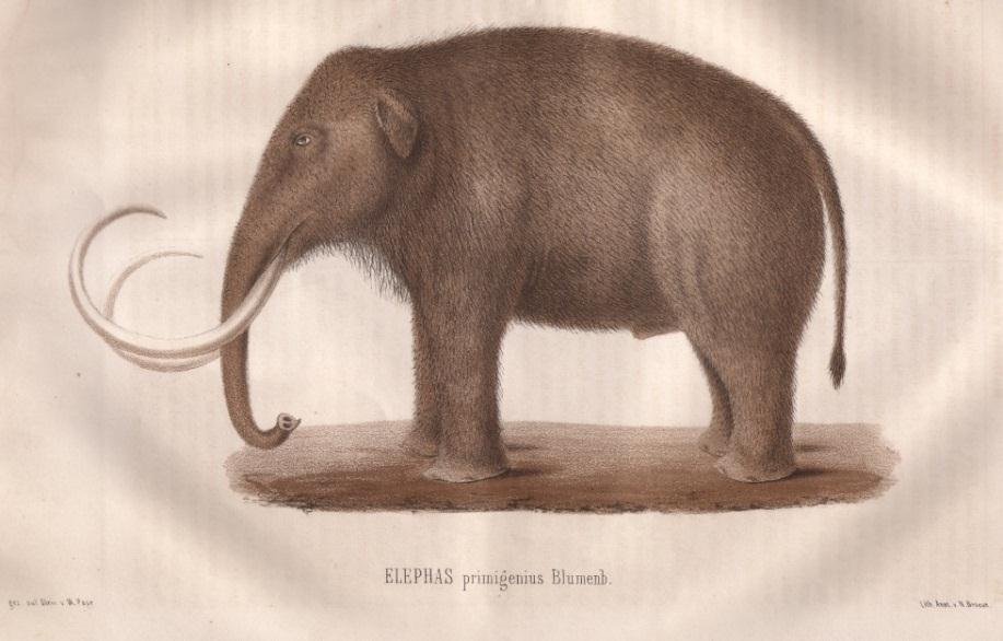 Teine mammutite ekspeditsioon Friedrich Schmidt 1866 Teadusavalikkus oli veendunud, et mammut on lõunamaa loom ja nende korjused
