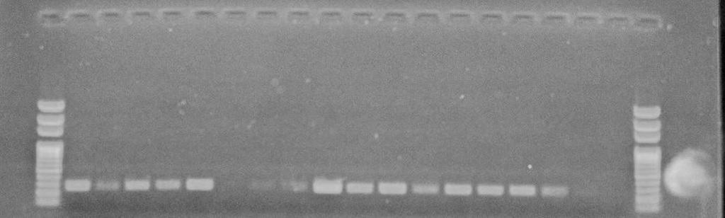 Marker Marker DNA sisaldus proovis tehti kindlaks geelelektroforeesi meetodil, mille põhjal tuvastati DNA olemasolu horisontaalsete kriipsude reana (18 proovi ja 2 markerit) esitatud fotol (joonis 3).
